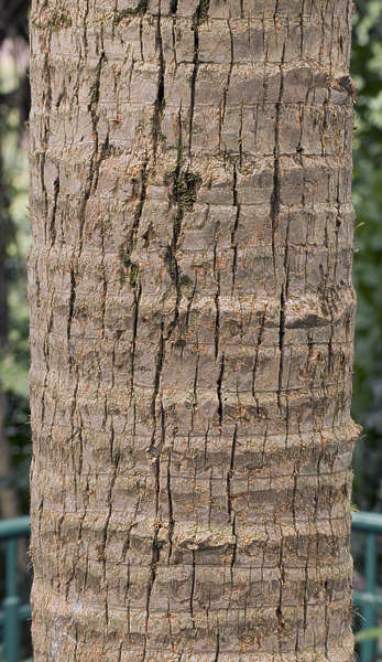 BarkPalm0059 Free Background Texture  tree bark palm  
